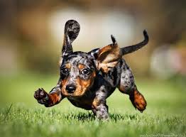 If you are searching for the perfect dachshund puppy to bring into your home, you have come to the right. Funny Running Dapple Dachshund Puppies Cute Dogs Cats Kittens Dapple Dachshund Dapple Dachshund Puppy Dachshund Puppies
