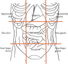 Passons en revue les caractéristiques des principaux organes d'une ces dernières possèdent une zone pilifère où se trouvent les poils absorbants, qui permettent ils doivent être fécondés par d'autres variétés pour donner des fruits. Examen De L Abdomen Et Si Nous Refaisions Nos Gammes