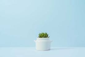 Although you don't want to there's a fine line when watering a cactus, though, and if you overwater your cactus, that is a surefire way to kill it. How To Stop Killing Your Cacti In 7 Simple Steps