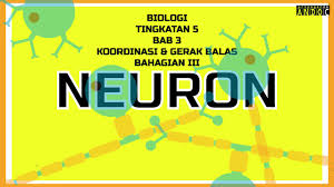 Biologi tingkatan 4 + tingkatan 5. Biologi Tingkatan 5 Bab 3 Bahagian 3 Neuron Youtube