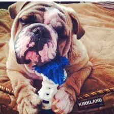 See more ideas about bulldog, english bulldog, bulldog rescue. Larue S Legacy Bulldog Rescue Of South Florida Home Facebook