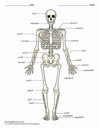 Maybe you would like to learn more about one of these? Anatomy Of A Bone Coloring Awesome Skeleton Coloring Pages Anatomy Human Bones Anatomy Coloring Book Skeleton Diagram