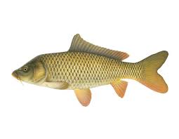 49 spesis ikan air tawar malaysia yang anda harus tahu. Kenali Ikan Air Tawar Yang Rare Di Malaysia Mudah Mencari
