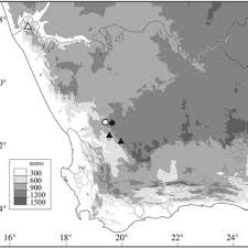 Image result for Hesperantha longicollis