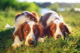 Adopt sherman a white english springer spaniel / mixed dog in manitowoc, wi (31236397) spayed/neutered. Welsh Springer Spaniel Dog Breed Information