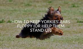 How To Keep Yorkies Ears Floppy Or Help Them Stand Up Jubilant Pups
