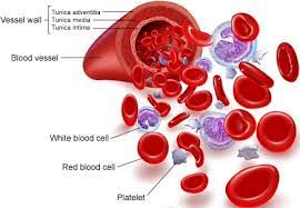 Why is blood red? - Tell Me Why Questions