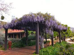 Wisteria Shade Pergola Pergola Shade Farm Gardens