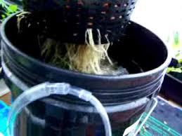 Easiest Dwc Hydroponic System Youtube