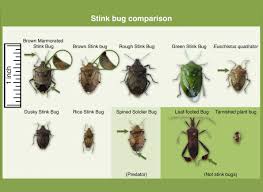 Like other pests, including ants and termites, stink bugs often enter structures in larger numbers, making stink bugs difficult pests to control once inside. Extensive Research Devoted To Understanding Brown Marmorated Stink Bug S Behavior Wiscontext