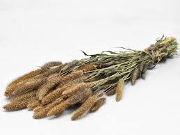 Image result for Setaria italica