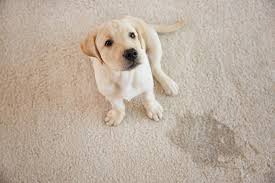 Set up a routine where she is taken outside every couple of hours. How To Stop A Puppy From Peeing On The Rug Ask Our Trainers