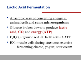 In food production, it may more broadly refer to any process in which the activity of microorganisms brings about a desirable change to a foodstuff or beverage. Atp Produced In Lactic Acid Fermentation Wasfa Blog