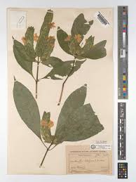 Image result for Lankesteria