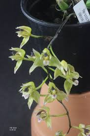 Image result for Oeceoclades saundersiana