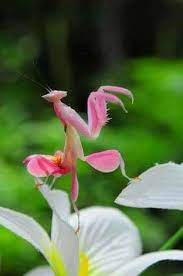 Pin By Abril On Plant Care Praying Mantis Orchid Mantis Cool Insects