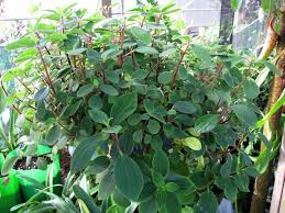 Image result for Peperomia abyssinica