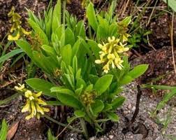 Image result for Eriosema pentaphyllum