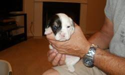We did not find results for: Beabull Puppies For Sale Price 900 For Sale In Asheboro North Carolina Best Pets Online