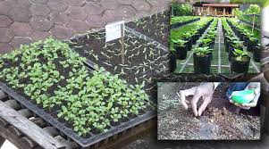 Usaha yang menjanjikan adalah usaha dengan modal kecil, tanpa resiko dan hasilnya bisa besar. Cara Menanam Sawi Yang Benar Kutanam