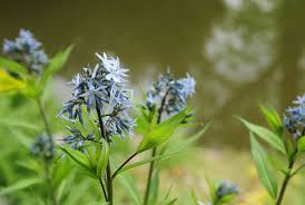 Maybe you would like to learn more about one of these? Blue Star Amsonia Plant Care And Growing Guide