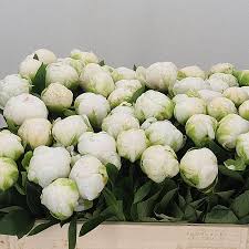» view all varieties of peonies. Peony Madame Claude Tain