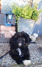 Shih Tzu Terrier Mix Black And Brown Puppy Black White Shihtzu Shihpoo Shih Tzu Poodle Yorkshireterrier Mix Breed Cute Poodle Puppy Poodle Mix Breeds Shih Poo