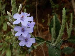 Image result for Eranthemum