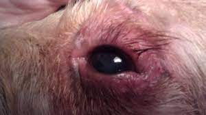Dog With Swollen Eyelids And Watery Eyes Organic Pet Digest