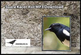 Suara Kacer Asli Mp3 Download Masteran Terbaik Kacer Co Id
