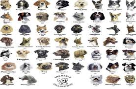 Big Dog Breed Chart Dog Breed Chart With Names Chart Of All