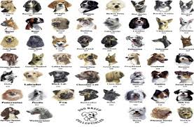 big dog breed chart dog breed chart with names chart of all