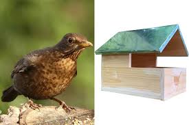 Image result for Flyte Blackbird Nest Box