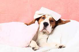 What to do if your dog gets a fever? Fever In Dogs Causes Signs And Treatment American Kennel Club