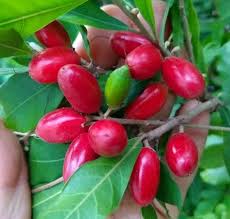 Image result for Synsepalum