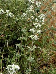 Pin On Collection Of Flowers Plants Care Of Plants