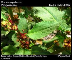 Image result for Rumex nepalensis