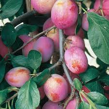Our range of fruit trees are perfect for growing fruit at home. Buy Fruit Trees Apple Orange Pear Fruit Tree Supplier Fruit Trees For Sale