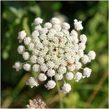 Pin On Plant Wishlist