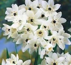 Chincherincee Star Of Bethlehem Bulbous Plants Summer Flowers