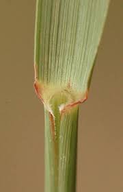 Image result for Pogonarthria