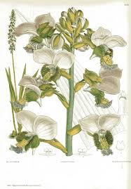 Image result for Eulophia horsfallii
