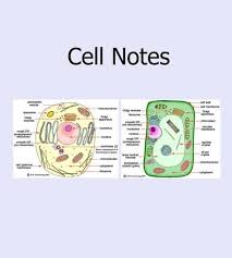 The organelles only found in animal cell are. Cell Notes There Are Two Main Types Of Cells Animal And Plant These Cells Have Very Different Jobs But Sha Animal Cell Cell Notes Plant Cell And Animal Cell