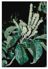 Image result for Allophylus abyssinicus