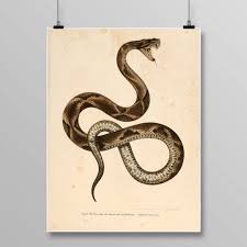 Reptile Print Vintage Snake Art Viper Snake Snake Wall Decor Etsy Snake Tattoo Design Snake Art Snake Illustration