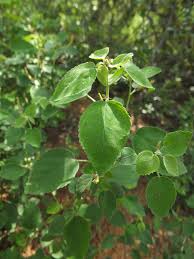 Image result for Acalypha ambigua