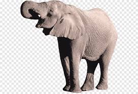 Gray Elephant African Bush Elephant Borneo Elephant Elephant Mammal Animals Png Pngegg Try to search more transparent images related to elephants png |. gray elephant african bush elephant