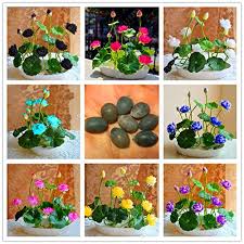 This is fiori acquatici by sara boscolo on vimeo, the home for high quality videos and the people who love them. Delaman Water Lily Hydroponic Piante Piante Acquatiche Semi Di Fiori Vaso Per La Casa Giardino Decor 10pcs Utensili Per Il Giardinaggio Giardino E Giardinaggio Aaaid Org