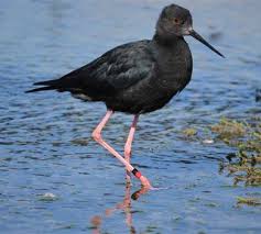 Black Bird With Blue Head And Neck New Black Stilt Aviary In The Mackenzie Basin In 2020 Stilts Mackenzie Aviary