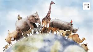 In the past period, more than one animal disappeared for various reasons. 22 Species Have Become Extinct In India Youtube